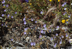 Phacelia douglasii