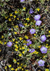 Phacelia douglasii