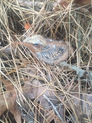 Antrostomus carolinensis