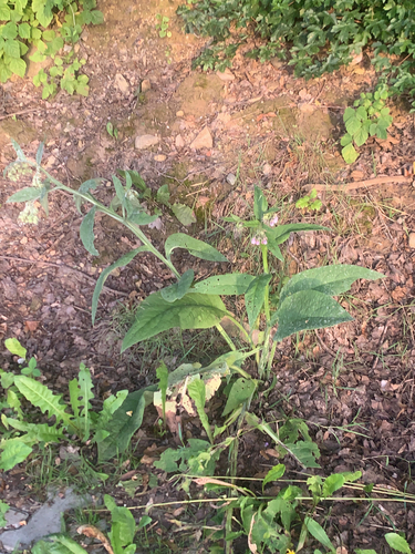 common comfrey