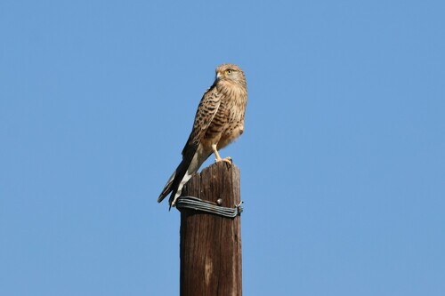 Greater Kestrel
