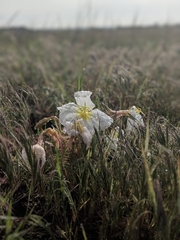 Oenothera albicaulis