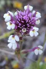 Castilleja densiflora gracilis
