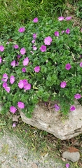 Geranium sanguineum