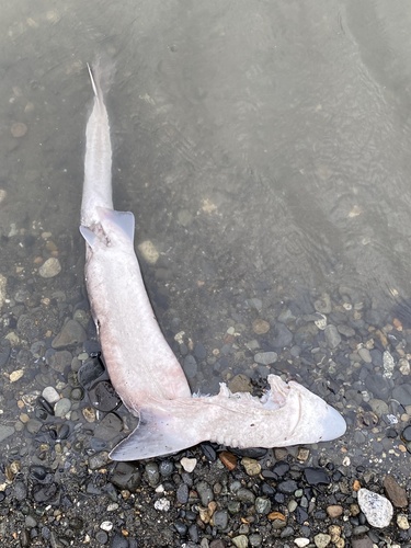 North Pacific Spiny Dogfish (Squalus suckleyi), a species recorded in Washington