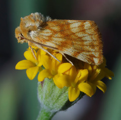 Xanthothrix neumoegeni