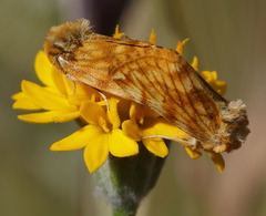 Xanthothrix neumoegeni