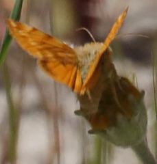 Xanthothrix neumoegeni