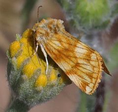 Xanthothrix neumoegeni