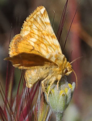 Xanthothrix neumoegeni