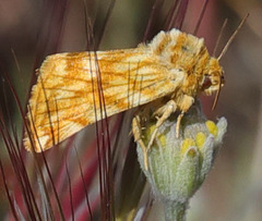 Xanthothrix neumoegeni