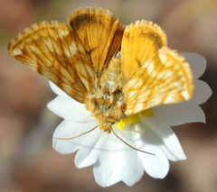 Xanthothrix neumoegeni