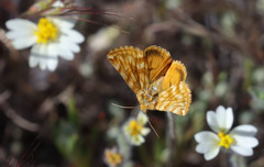 Xanthothrix neumoegeni