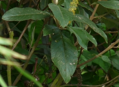 Abatia parviflora