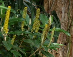 Abatia parviflora