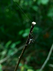 Micrathena aureola