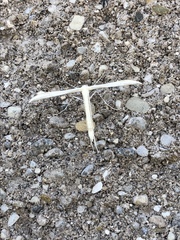 Hellinsia homodactylus