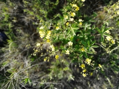 Potentilla chrysantha