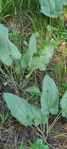 iNaturalist observation 2024-07-06