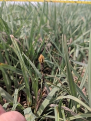 Carex nebrascensis