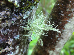 Usnea mutabilis
