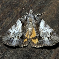 Catocala pretiosa