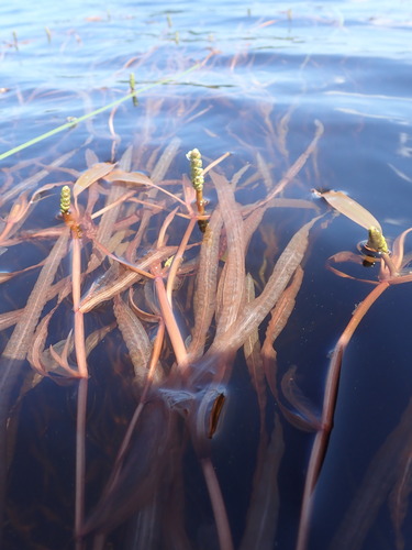 Potamogeton alpinus iNat (2)