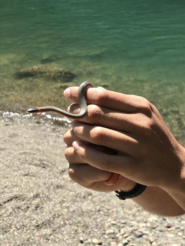 iNaturalist observation photo of Ring-necked Snake