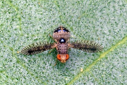 Girinukės nuotrauka