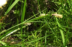 Carex pellita
