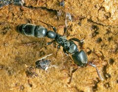 Platythyrea parallela