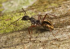 Dolichoderus extensispinus