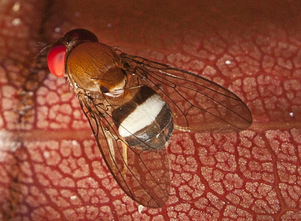 Leucophenga scutellata