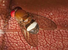 Leucophenga scutellata