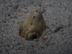 Ophichthus altipennis