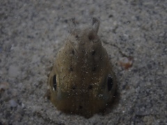 Ophichthus altipennis