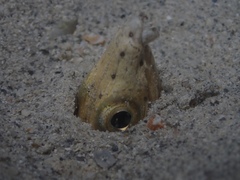 Ophichthus altipennis