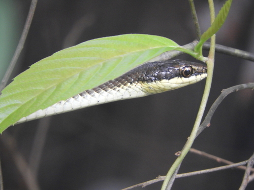 Northern Tree Snake sighting