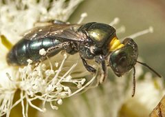 Euryglossa laevigatum