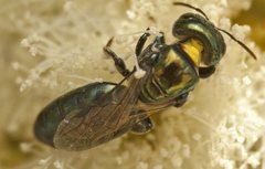 Euryglossa laevigatum