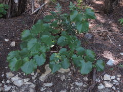 Cercis canadensis texensis