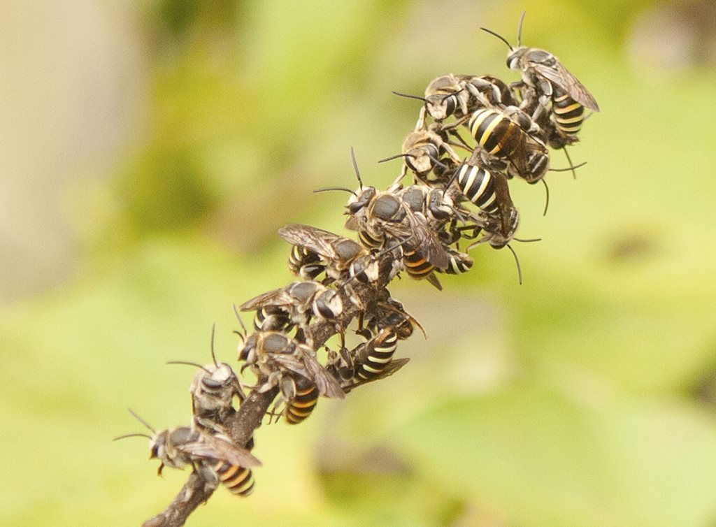 Nomia lyonsiae