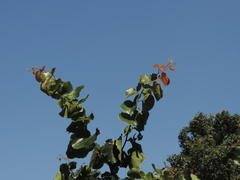 Cercis canadensis texensis
