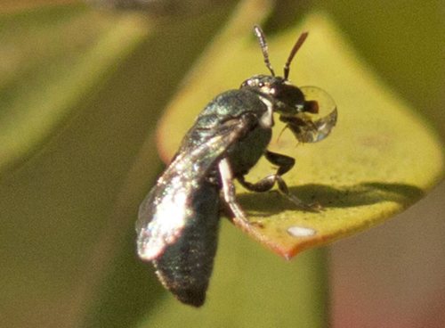Bright-white Masked Bee (Hylaeus albonitens), a species recorded in Hawaii