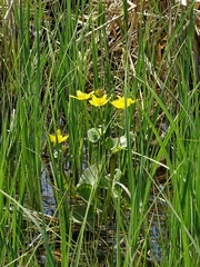 Caltha palustris