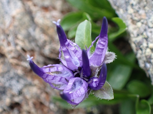Foto de Raponzolina