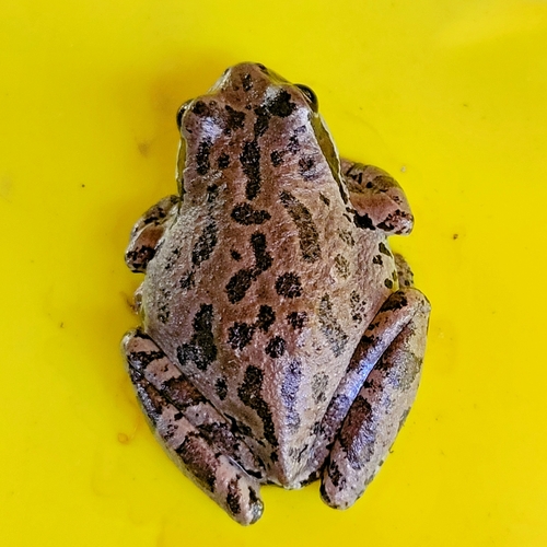 Pacific chorus frog photographed in Idaho
