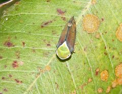 Microtartessus idyia