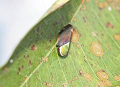 Microtartessus idyia