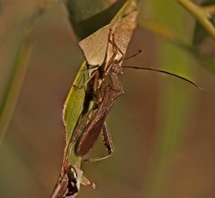 Riptortus abdominalis